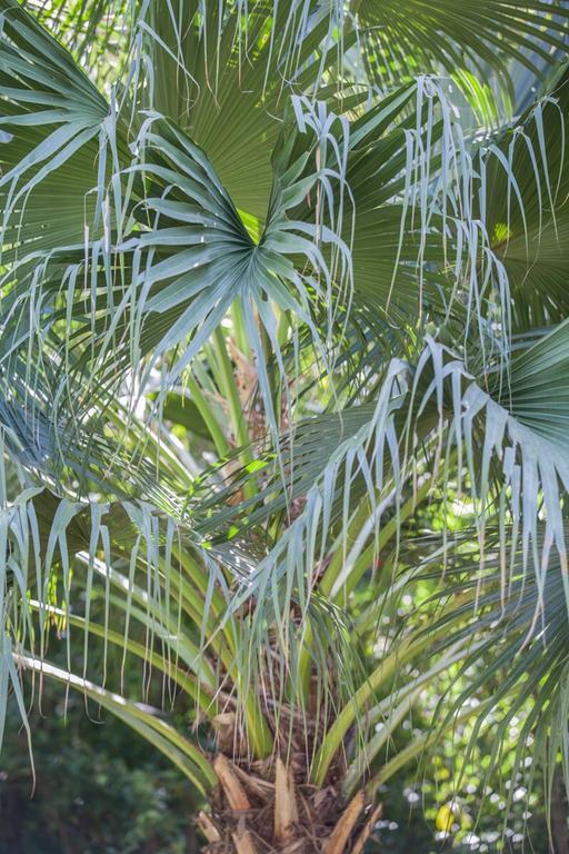 Cape Tribulation Holiday House Exterior foto